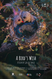 A Bird’s Wish