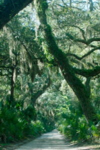 The Horses of Cumberland Island