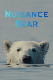 Nuisance Bear