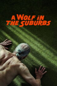 A Wolf in the Suburbs